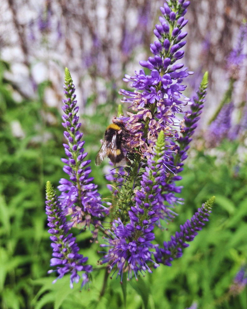 Kesäinen kukkapelto ja pörriäinen – luonto on tärkeä osa Lyhytterapia Tarjan tarjoamaa ratkaisukeskeistä lyhytterapiaa Joensuussa.