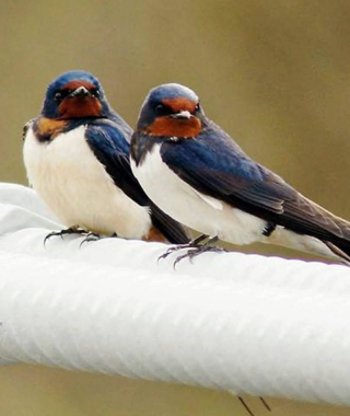 Lyhytterapia Tarjan kuva-arkistosta