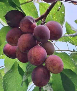 Lyhytterapia Tarjan kuva-arkistosta