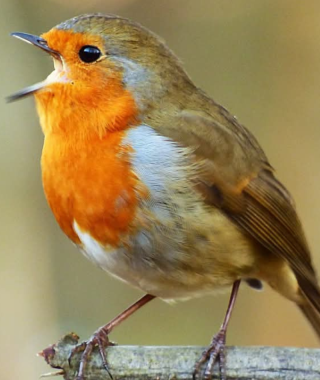 Lyhytterapia Tarjan kuva-arkistosta