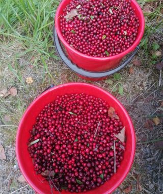 Lyhytterpia Tarjan kuva-arkistosta