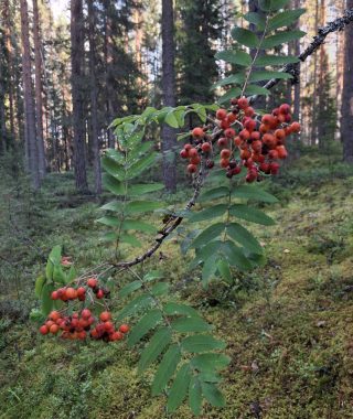 WhatsApp Image 2025-03-27 at 15.47.28