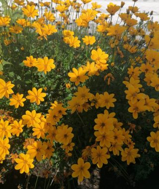 Lyhytterapia Tarjan kuva-arkistosta