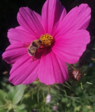 Lyhytterpia Tarjan yksi kantava voima on luonto ja luontoyhteys.