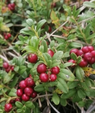 Lyhytterapia Tarjan kuva-arkistosta